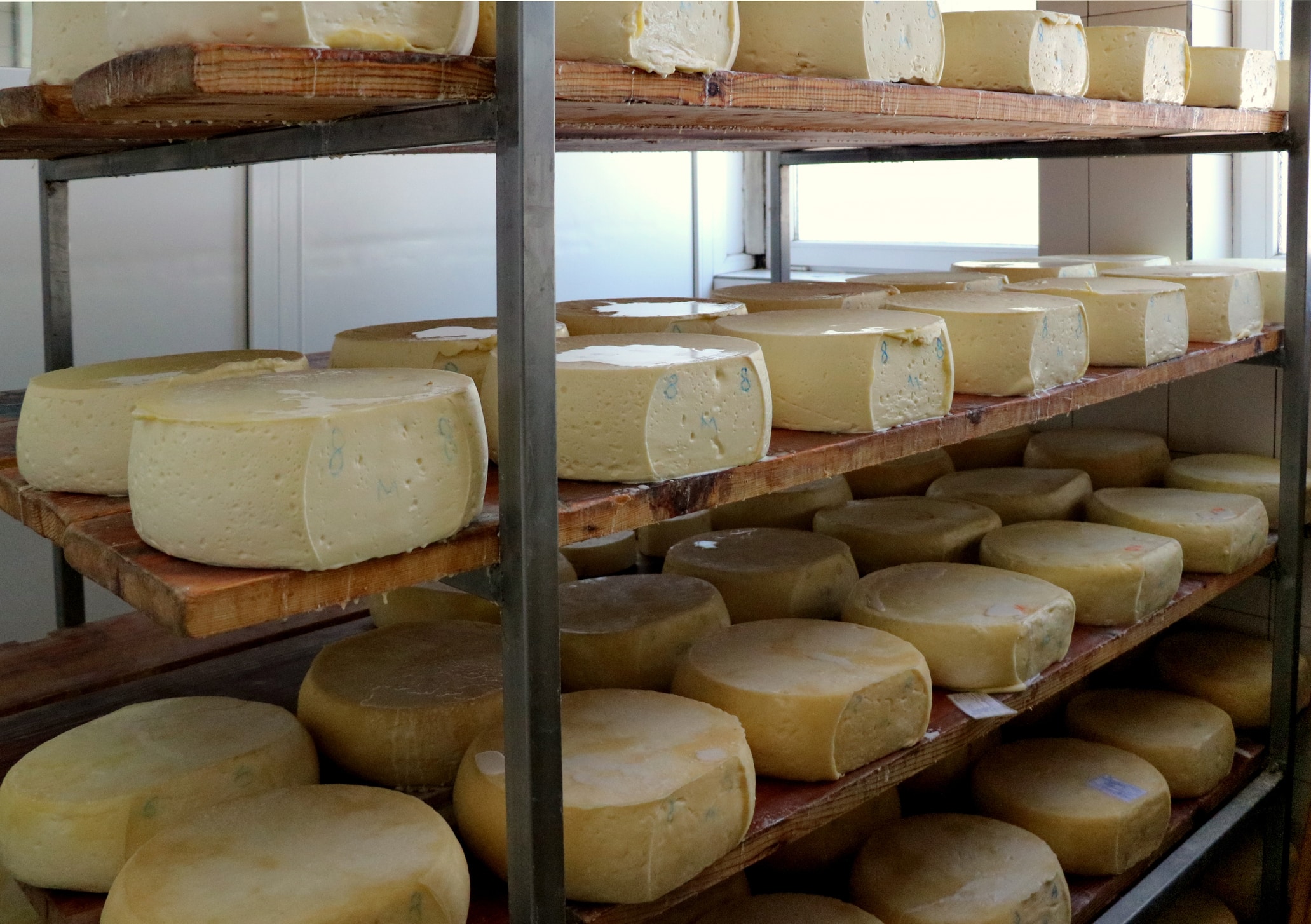 Greek cheese is put in the shelves to dry