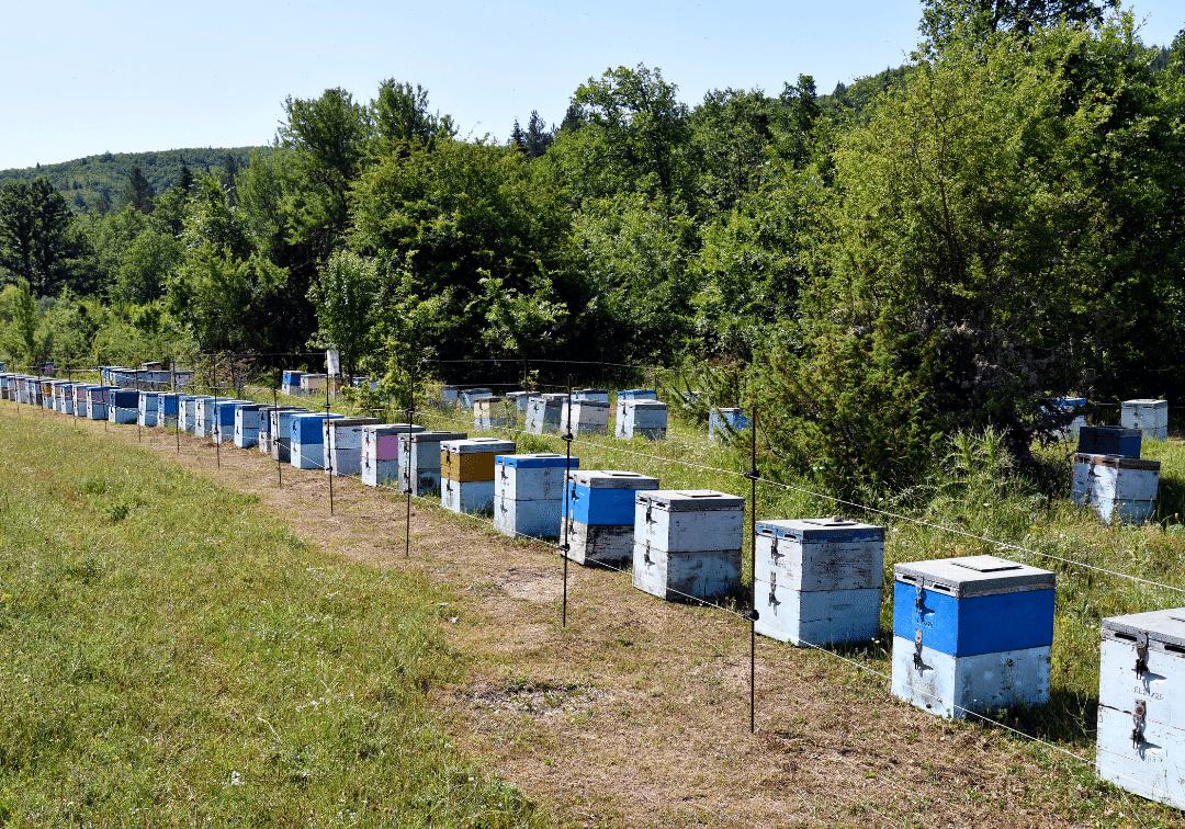 beehives somewhere in greece