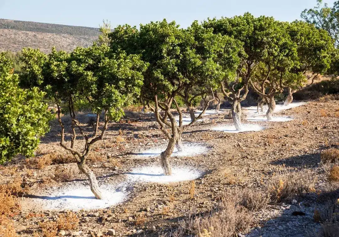 mastic-trees-chios